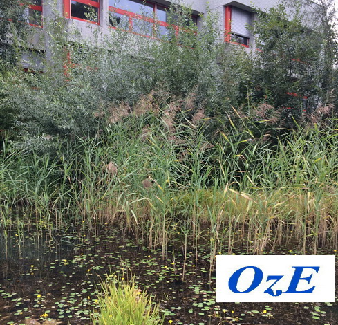 Sanierung des Schulhausteiches 2108 Schulbiotop OzE